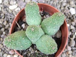 Tephrocactus subteraneus Quiaca, pot 7 cm - 12406859