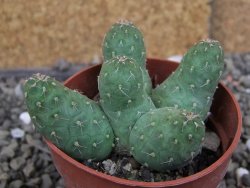 Tephrocactus subteraneus Quiaca, pot 7 cm - 12406860