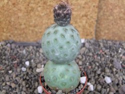 Tephrocactus geometricus pot 5,5 cm