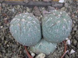Tephrocactus geometricus pot 5,5 cm - 12406865