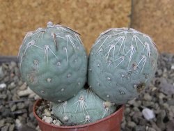 Tephrocactus geometricus pot 5,5 cm - 12406866
