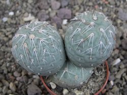 Tephrocactus geometricus pot 5,5 cm - 12406867