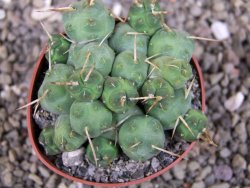 Tephrocactus rossianus, pot 6,5 cm - 12406873