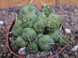 Tephrocactus rossianus, pot 6,5 cm