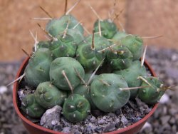 Tephrocactus rossianus, pot 6,5 cm - 12406875