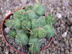 Tephrocactus rossianus, pot 6,5 cm - 12406876