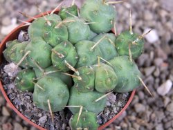 Tephrocactus rossianus, pot 6,5 cm - 12406877