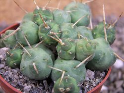 Tephrocactus rossianus, pot 6,5 cm - 12406878
