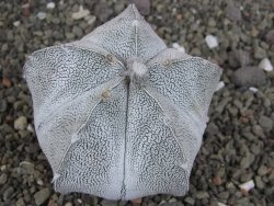 Astrophytum coahuilense snow (Super Coahuilense), 8 cm