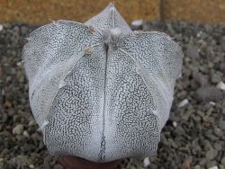 Astrophytum coahuilense snow (Super Coahuilense), 8 cm - 12406880