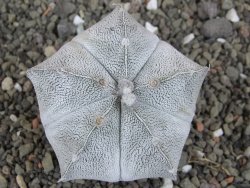 Astrophytum coahuilense snow (Super Coahuilense), 8 cm - 12406881
