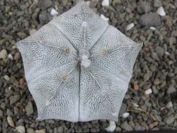Astrophytum coahuilense snow (Super Coahuilense), 8 cm - 12406882