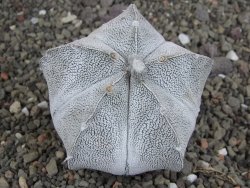 Astrophytum coahuilense snow (Super Coahuilense), 8 cm - 12406883