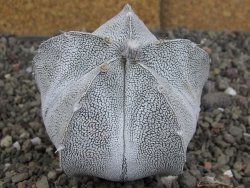 Astrophytum coahuilense snow (Super Coahuilense), 8 cm - 12406884