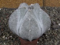 Astrophytum coahuilense snow (Super Coahuilense), 8 cm - 12406885