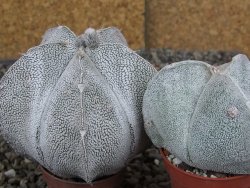 Astrophytum coahuilense snow (Super Coahuilense), 8 cm - 12406886