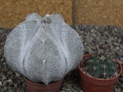 Astrophytum coahuilense snow (Super Coahuilense), 8 cm - 12406887