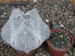Astrophytum coahuilense snow (Super Coahuilense), 8 cm - 12406888
