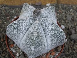 Astrophytum coahuilense snow (Super Coahuilense), pot 10,5 cm - 12406889