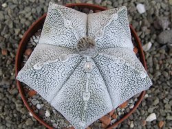Astrophytum coahuilense snow (Super Coahuilense), pot 10,5 cm - 12406890