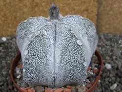 Astrophytum coahuilense snow (Super Coahuilense), pot 10,5 cm - 12406892