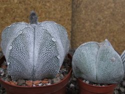 Astrophytum coahuilense snow (Super Coahuilense), pot 10,5 cm - 12406893