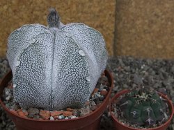Astrophytum coahuilense snow (Super Coahuilense), pot 10,5 cm - 12406894