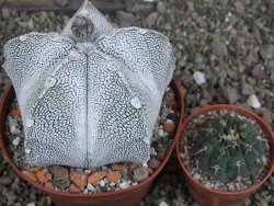 Astrophytum coahuilense snow (Super Coahuilense), pot 10,5 cm - 12406895