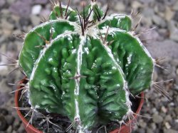 Astrophytum Dinosaur (Fukurio Hannya) pot 5,5 cm DUPLIKÁT - 12406896