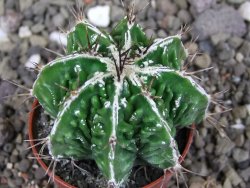 Astrophytum Dinosaur (Fukurio Hannya) pot 5,5 cm DUPLIKÁT - 12406897