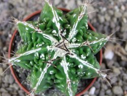 Astrophytum Dinosaur (Fukurio Hannya) pot 5,5 cm DUPLIKÁT - 12406898