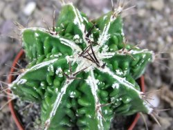 Astrophytum Dinosaur (Fukurio Hannya) pot 5,5 cm DUPLIKÁT - 12406899