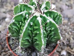 Astrophytum Dinosaur (Fukurio Hannya) pot 5,5 cm DUPLIKÁT - 12406900