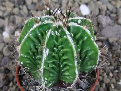Astrophytum Dinosaur (Fukurio Hannya) pot 5,5 cm DUPLIKÁT - 12406902