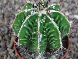 Astrophytum Dinosaur (Fukurio Hannya) pot 5,5 cm DUPLIKÁT - 12406903