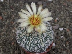 Astrophytum Hanazano Kabuto Star Shape, pot 5,5 cm - 12406908