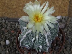 Astrophytum myriostigma fukurio XL pot 8 cm - 12406915