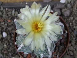 Astrophytum myriostigma fukurio XL pot 8 cm - 12406916