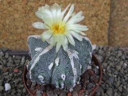 Astrophytum myriostigma fukurio XL pot 8 cm