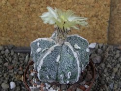 Astrophytum myriostigma fukurio XL pot 8 cm - 12406919