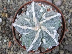 Astrophytum myriostigma fukurio XL pot 8 cm - 12406920