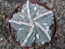 Astrophytum myriostigma fukurio XL pot 8 cm - 12406921