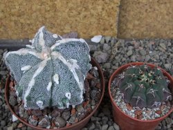 Astrophytum myriostigma fukurio XL pot 8 cm - 12406922