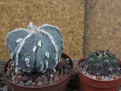 Astrophytum myriostigma fukurio XL pot 8 cm - 12406923