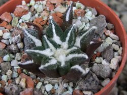 Ariocarpus kotschoubeyanus elephantidens Vista Hermosa pot 5,5 cm
