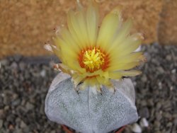 Astrophytum coahuilense tricostatum pot 5,5 cm