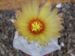 Astrophytum coahuilense tricostatum pot 5,5 cm - 12406934