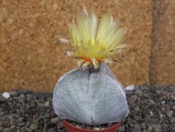 Astrophytum coahuilense tricostatum pot 5,5 cm - 12406935