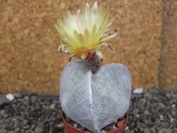 Astrophytum coahuilense tricostatum pot 5,5 cm - 12406936