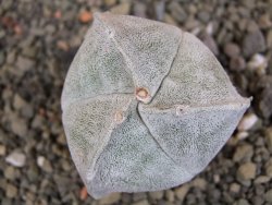 Astrophytum coahuilense tricostatum pot 5,5 cm - 12406937